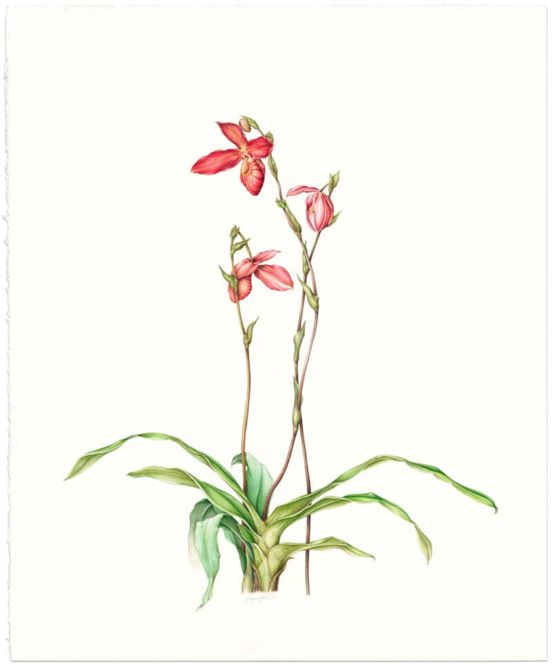 Heeyoung Kim Watercolor on Paper - Orchid, Phragmipedium ﾑJason Fischerﾒ
