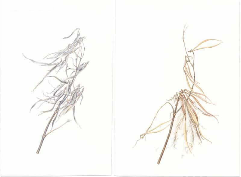 Heeyoung Kim Watercolor on Paper - Pair ﾖ Indian Hemp in Fall, Apocynum cannabinum & Indian Hemp in Winter, Apocynum cannabinum