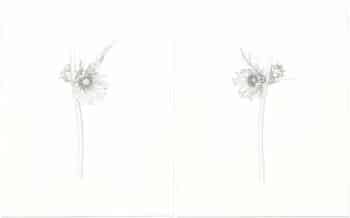 Heeyoung Kim Ink on Paper - Pair ﾖ Compass Plant 1 & 2, Silphium laciniatum
