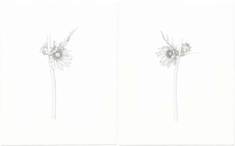 Heeyoung Kim Ink on Paper - Pair ﾖ Compass Plant 1 & 2, Silphium laciniatum