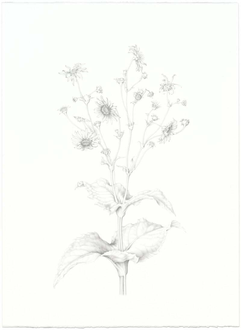 Heeyoung Kim Graphite on Paper - Cup Plant, Silphium perfoliatum