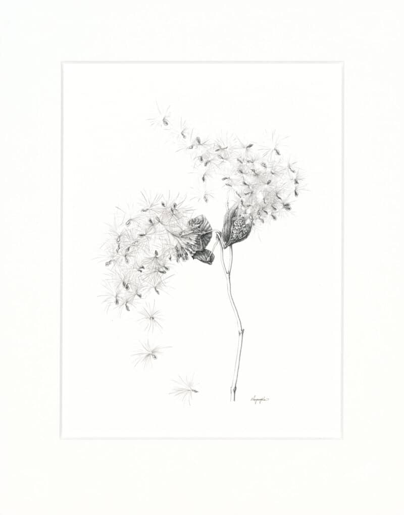 Heeyoung Kim Ink on Paper - Common Milkweed (popping seedpods, ink), Asclepias syriaca