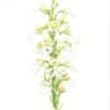 Heeyoung Kim Watercolor on Paper - Eastern Prairie Fringed Orchid, Platanthera leucophaea