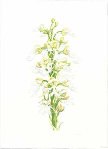 Heeyoung Kim Watercolor on Paper - Eastern Prairie Fringed Orchid, Platanthera leucophaea
