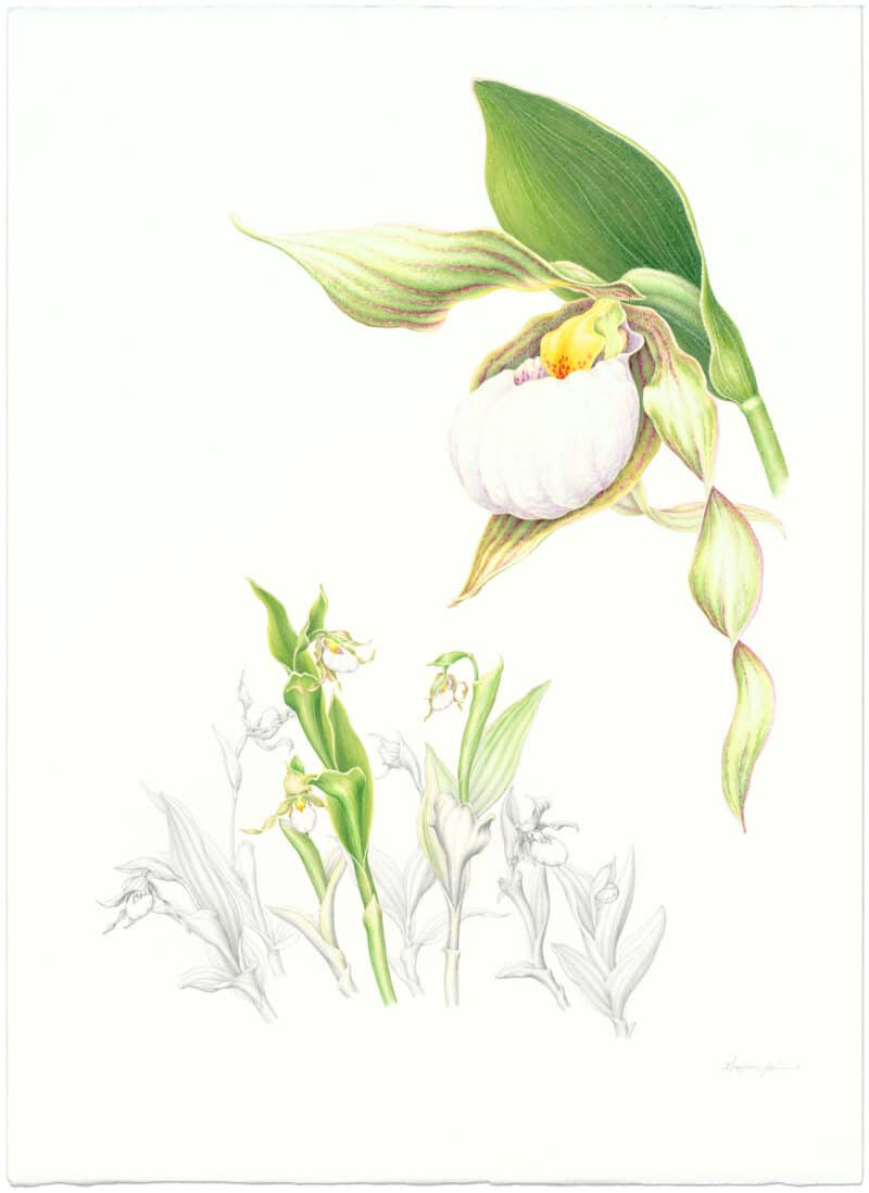Heeyoung Kim Watercolor and Graphite on Paper - White Ladyﾒs Slipper Orchid, Cypripedium candidum