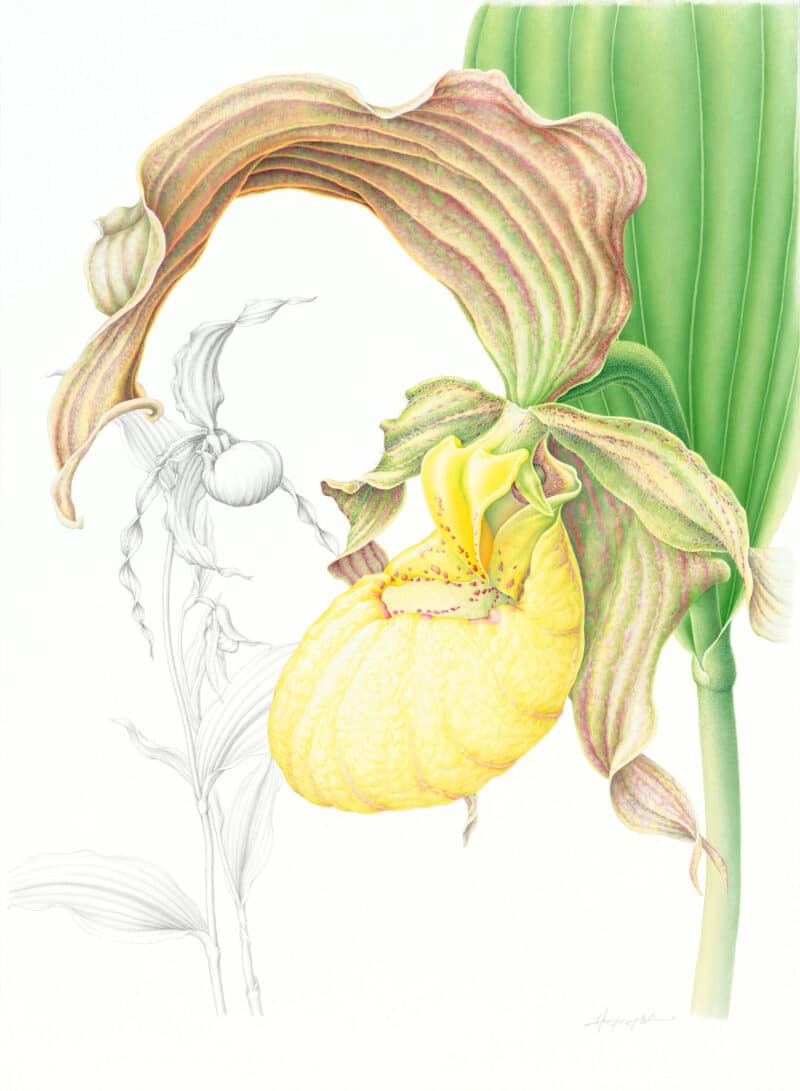 Heeyoung Kim Watercolor on Paper - Large Yellow Ladyﾒs Slipper Orchid, Cypripedium parviflorum var. pubescens