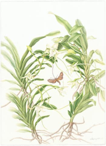 Heeyoung Kim Watercolor on Paper - Darwinﾒs Orchid and Morganﾒs Sphinx Moth, Angraecum sesquipedali and Xanthopan morganii