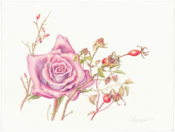 Heeyoung Kim Watercolor on Paper - Rose and rosehips