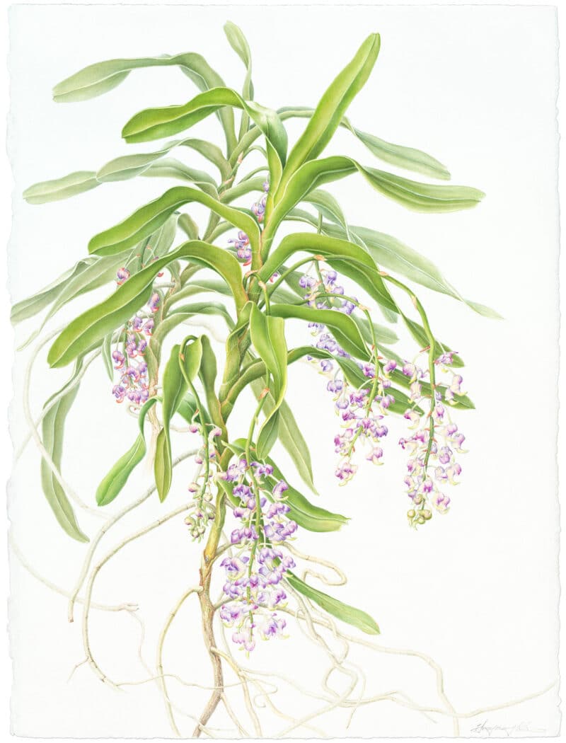 Heeyoung Kim Watercolor on Paper - Foxtail Orchid or Lady Lawrence's Orchid