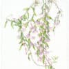 Heeyoung Kim Watercolor on Paper - The Hooded Orchid, Dendrobium aphylum (pieradii)