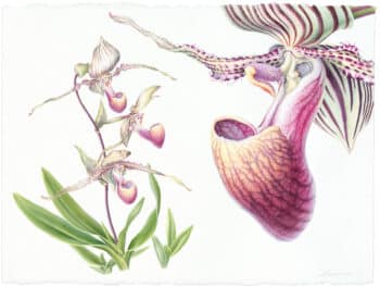 Heeyoung Kim Watercolor on Paper - Rothschild's Slipper Orchid