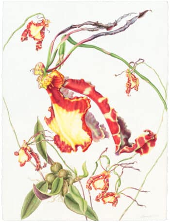 Heeyoung Kim Watercolor on Paper - Butterfly Orchid