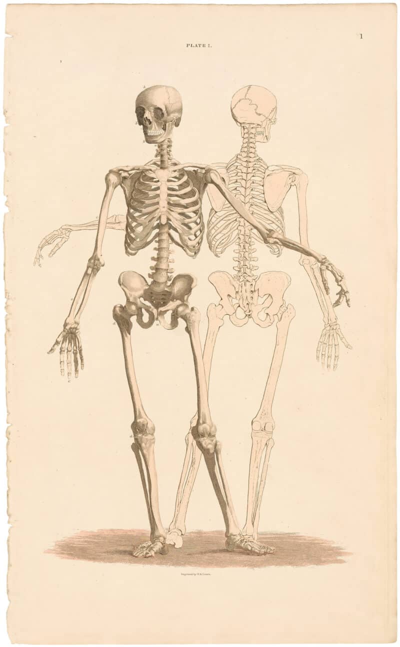 Lizars Pl. 1, General View of the skeleton