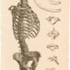 Lizars Pl. 2, View of Trunk w/Individual Vertebrae and Ribs