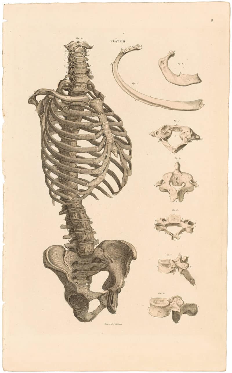 Lizars Pl. 2, View of Trunk w/Individual Vertebrae and Ribs