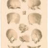 Lizars Pl. 5, Individual Bones of the Skull