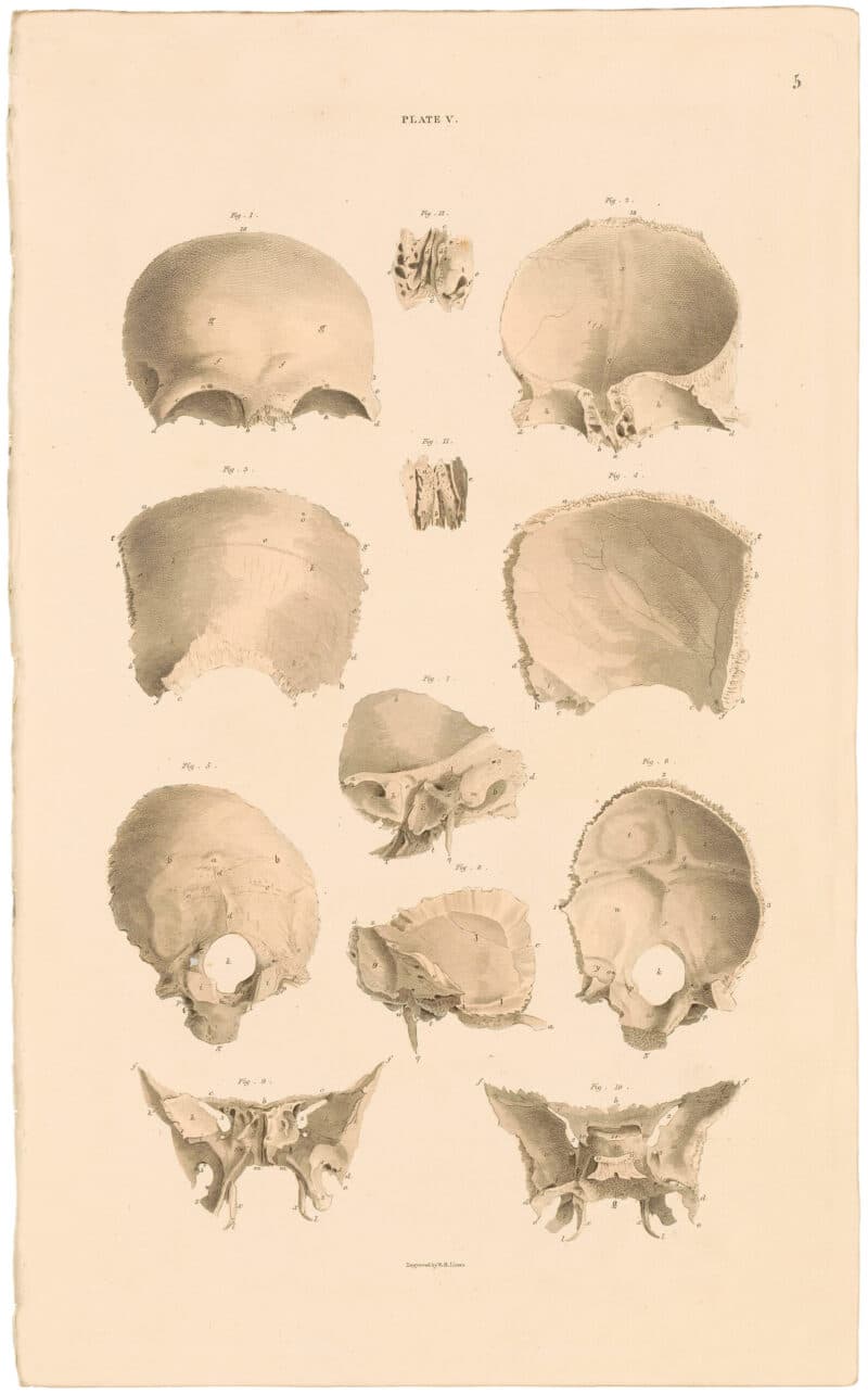 Lizars Pl. 5, Individual Bones of the Skull