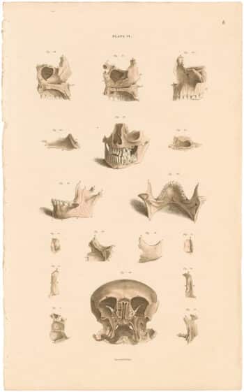 Lizars Pl. 6, Individual Bones of the Face