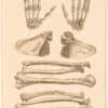 Lizars Pl. 7, Bones of the Upper Extremity