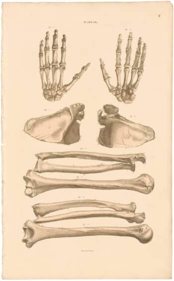 Lizars Pl. 7, Bones of the Upper Extremity