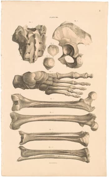 Lizars Pl. 8, Bones of the Lower Extremity