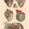Lizars Pl. 10, The Heart displayed, with the...