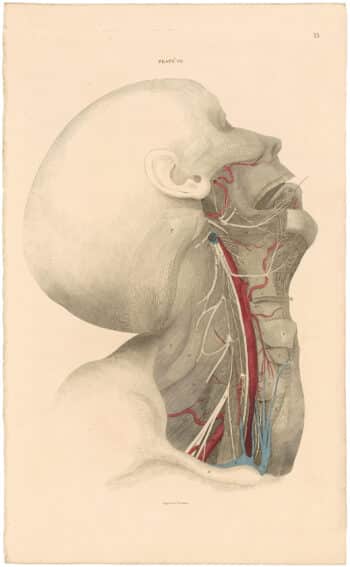 Lizars Pl. 15, View of the Superficial Muscles...