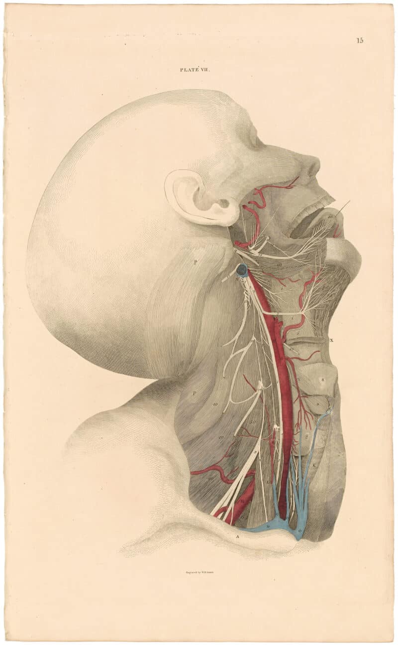 Lizars Pl. 15, View of the Superficial Muscles...
