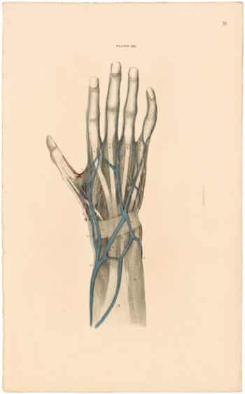 Lizars Pl. 21, Blood-vessels and Nerves of the Back of the Hand
