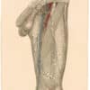Lizars Pl. 23, Blood-vessels and Nerves of the Thigh