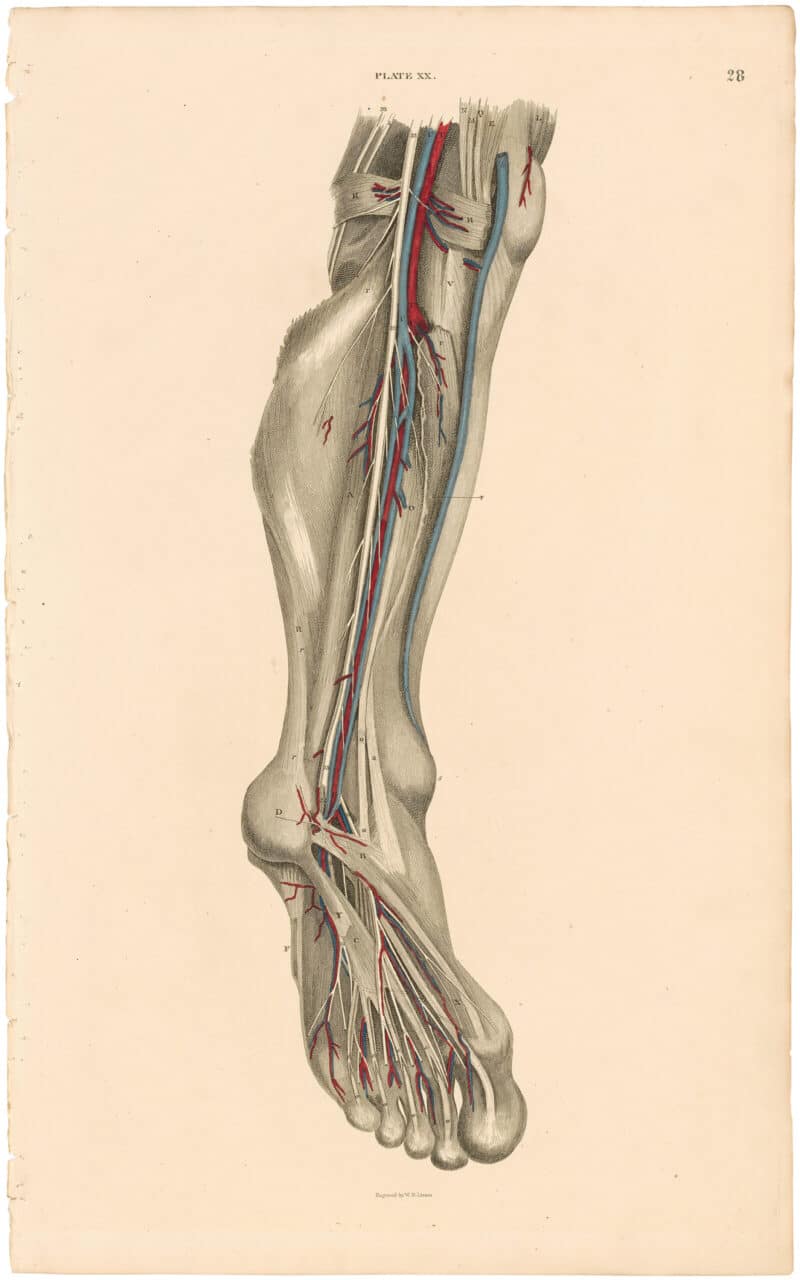 Lizars Pl. 28, Deeper View of the Blood-vessels and Nerves...