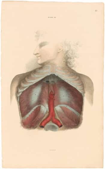Lizars Pl. 32, View of the Diaphragm