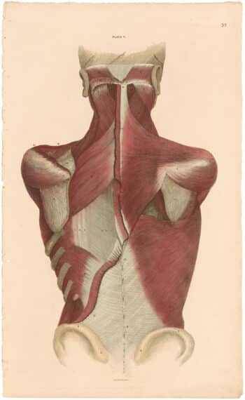 Lizars Pl. 33, The Superficial Muscles of the Back and Neck
