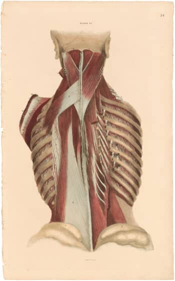 Lizars Pl. 34, View of the Deeper Muscles of the Back