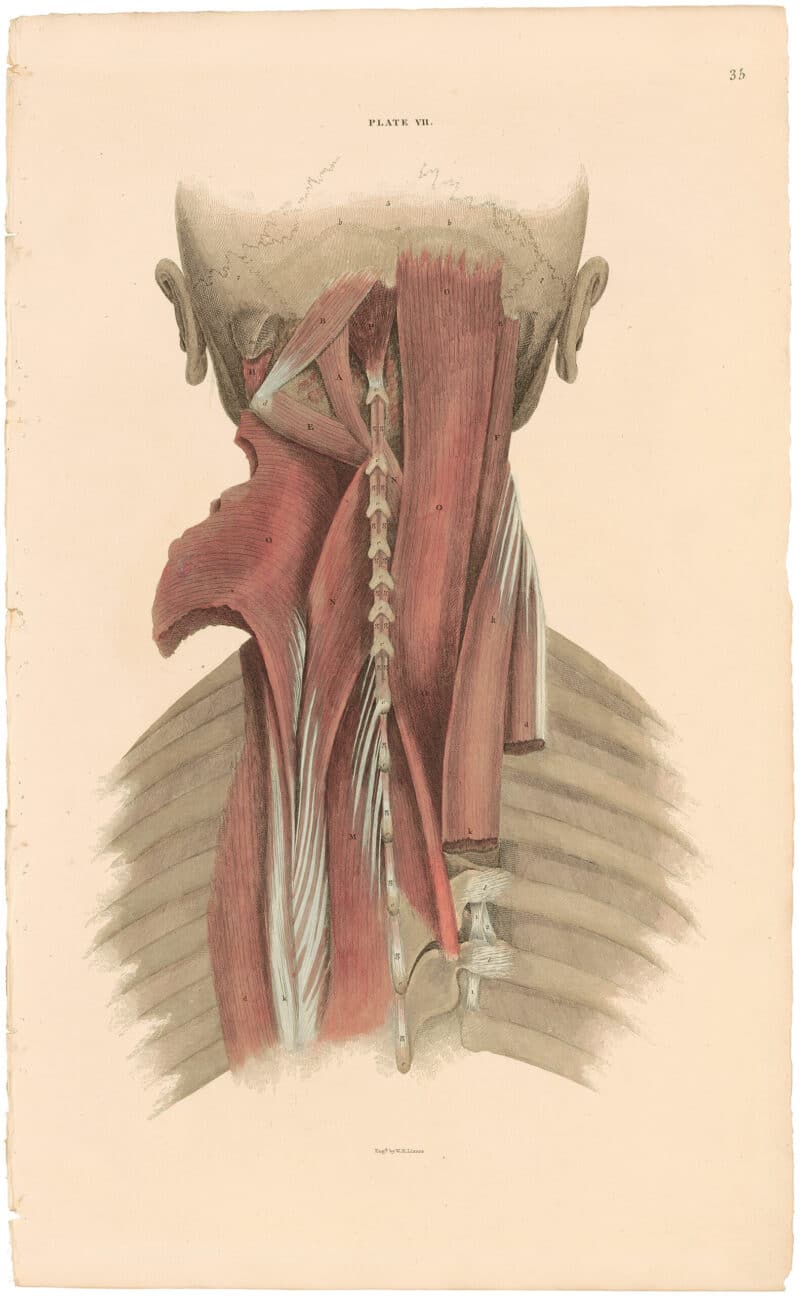 Lizars Pl. 35, View of the more deeply seated Muscles...