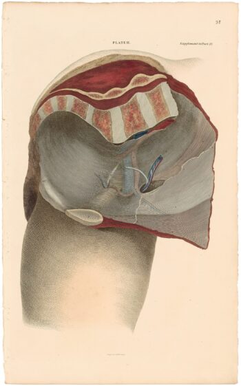 Lizars Pl. 37, Supplement