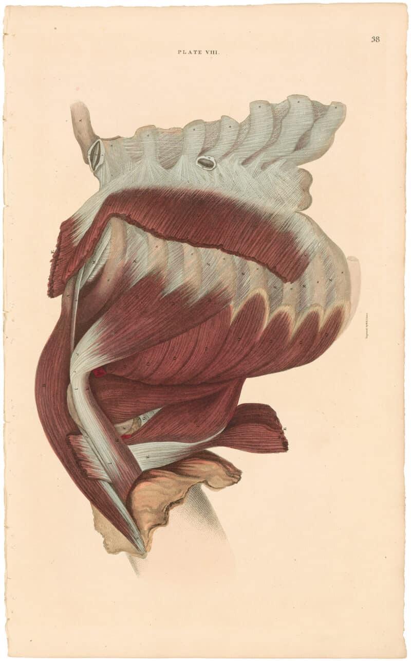 Lizars Pl. 38, Illustrates the Muscles of the Thorax and Shoulder