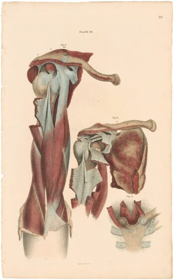 Lizars Pl. 39, Exhibits a View of the Shoulder-joint, with...