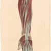 Lizars Pl. 40, The Superficial Muscles of the Fore-arm and Hand