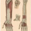 Lizars Pl. 41, The Deep Muscles of the Fore-arm...