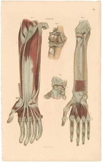 Lizars Pl. 41, The Deep Muscles of the Fore-arm...