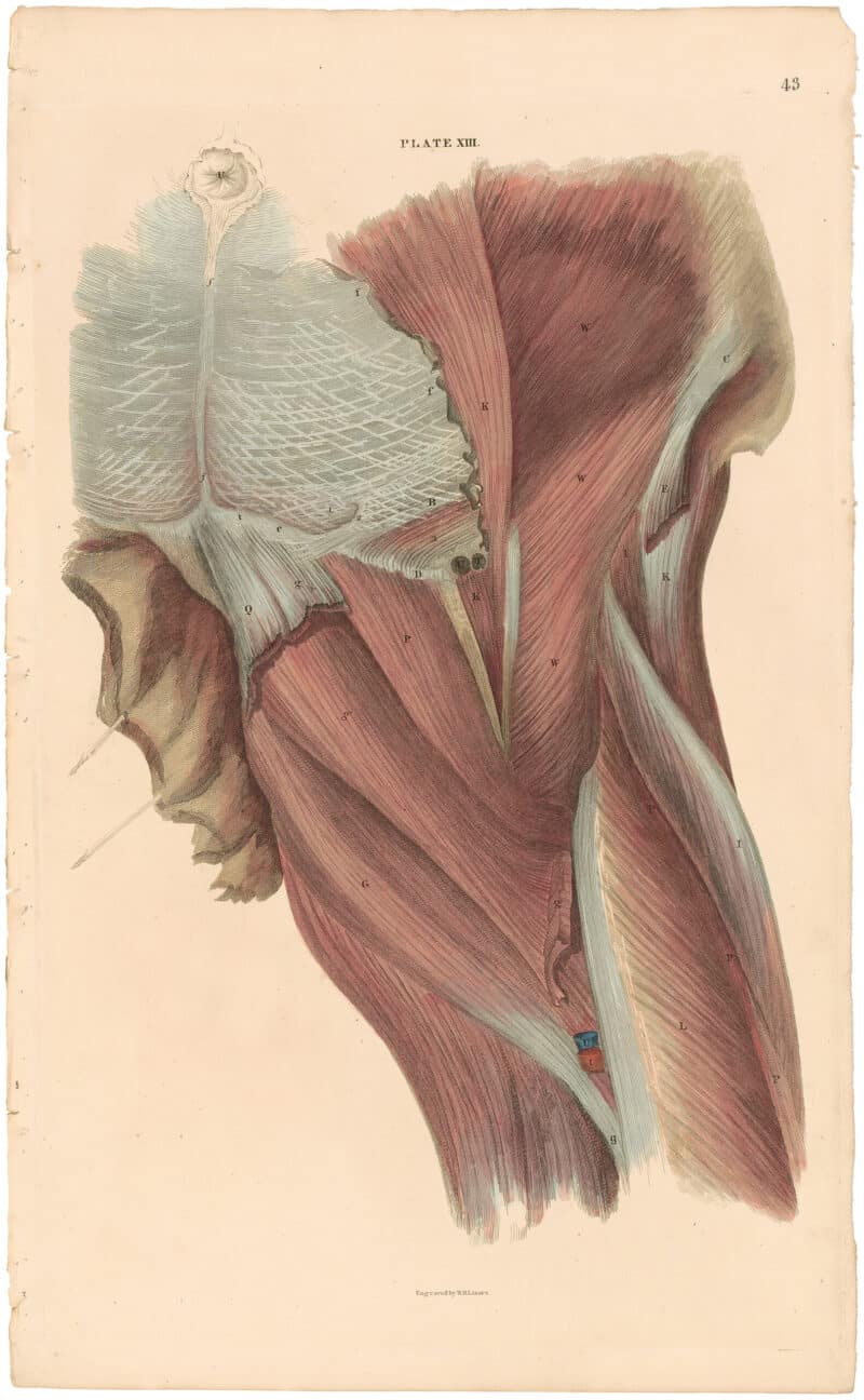 Lizars Pl. 43, The Superficial Muscle of the Thigh