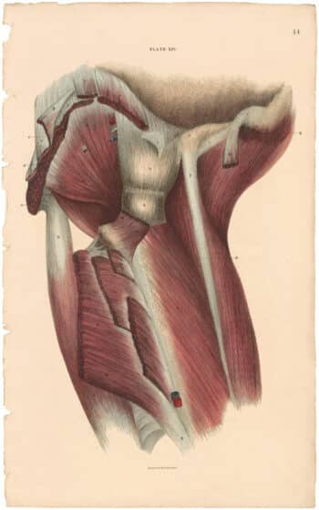 Lizars Pl. 44, View of the Deep Muscles of the Thigh