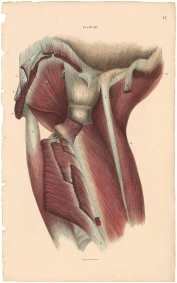 Lizars Pl. 44, View of the Deep Muscles of the Thigh