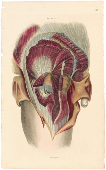 Lizars Pl. 46, Gluteus Maximus, Medius,and Minimus ...
