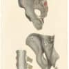 Lizars Pl. 48, Ligaments of the Pelvis