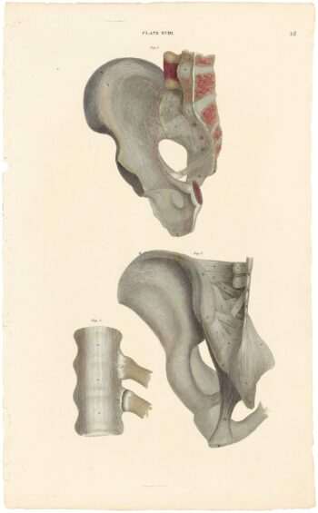 Lizars Pl. 48, Ligaments of the Pelvis