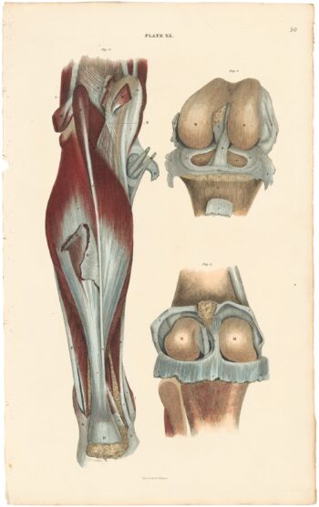 Lizars Pl. 50, Represents an Anterior and Posterior View of ...