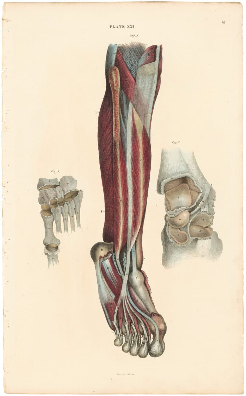 Lizars Pl. 51, Exhibits some of the Muscles of the Leg...