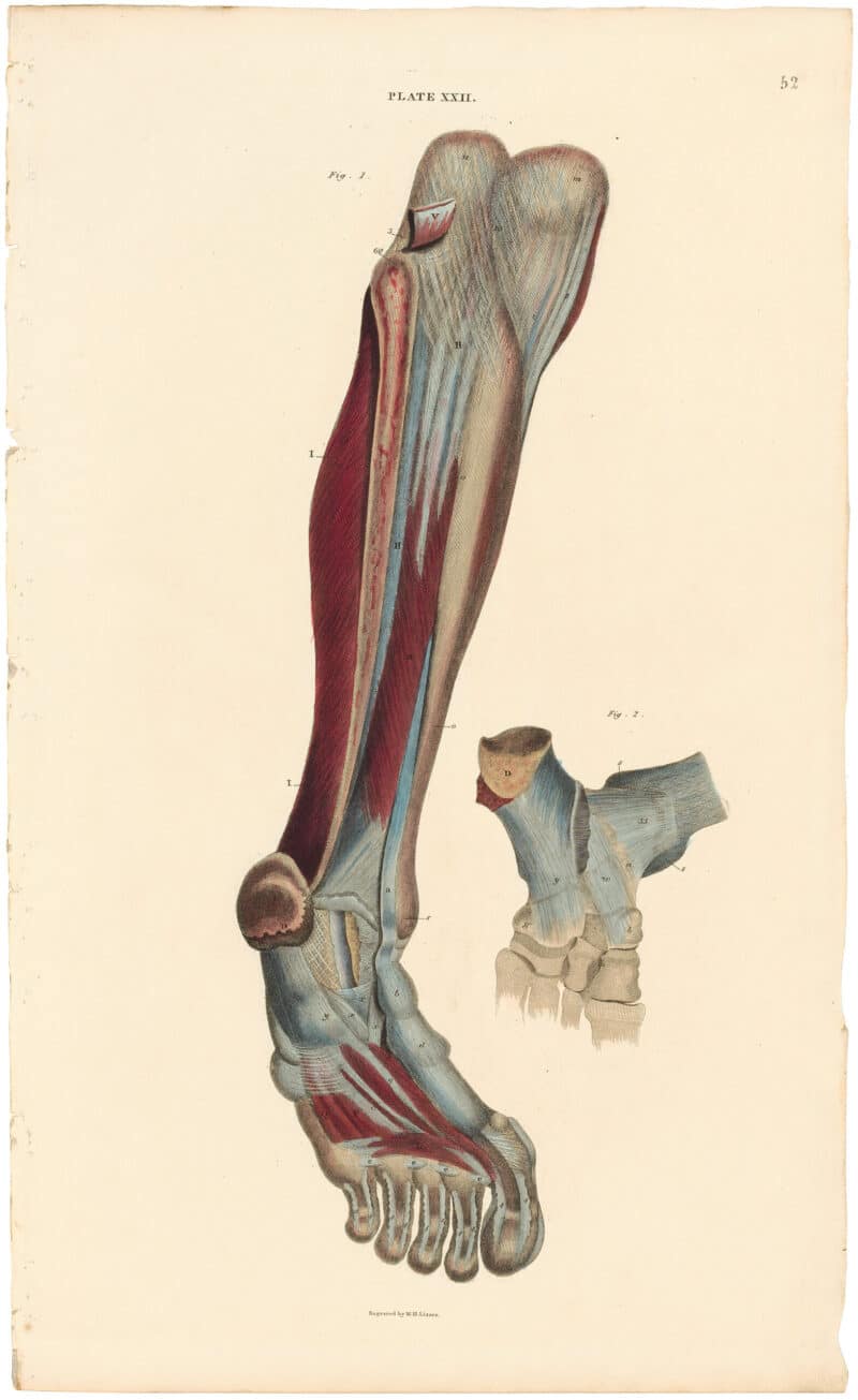 Lizars Pl. 52, Deeper View of the Muscles of the Leg...